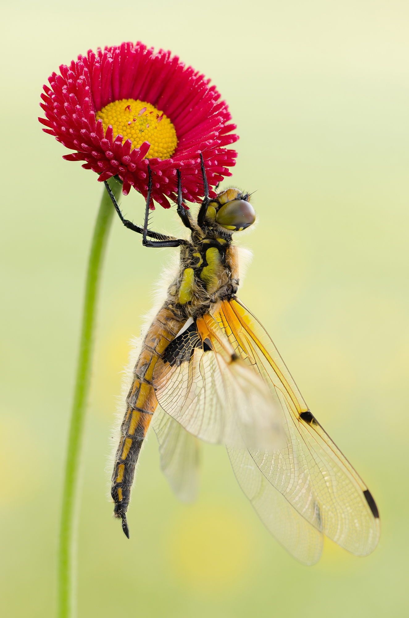 Libellula quadrimaculata