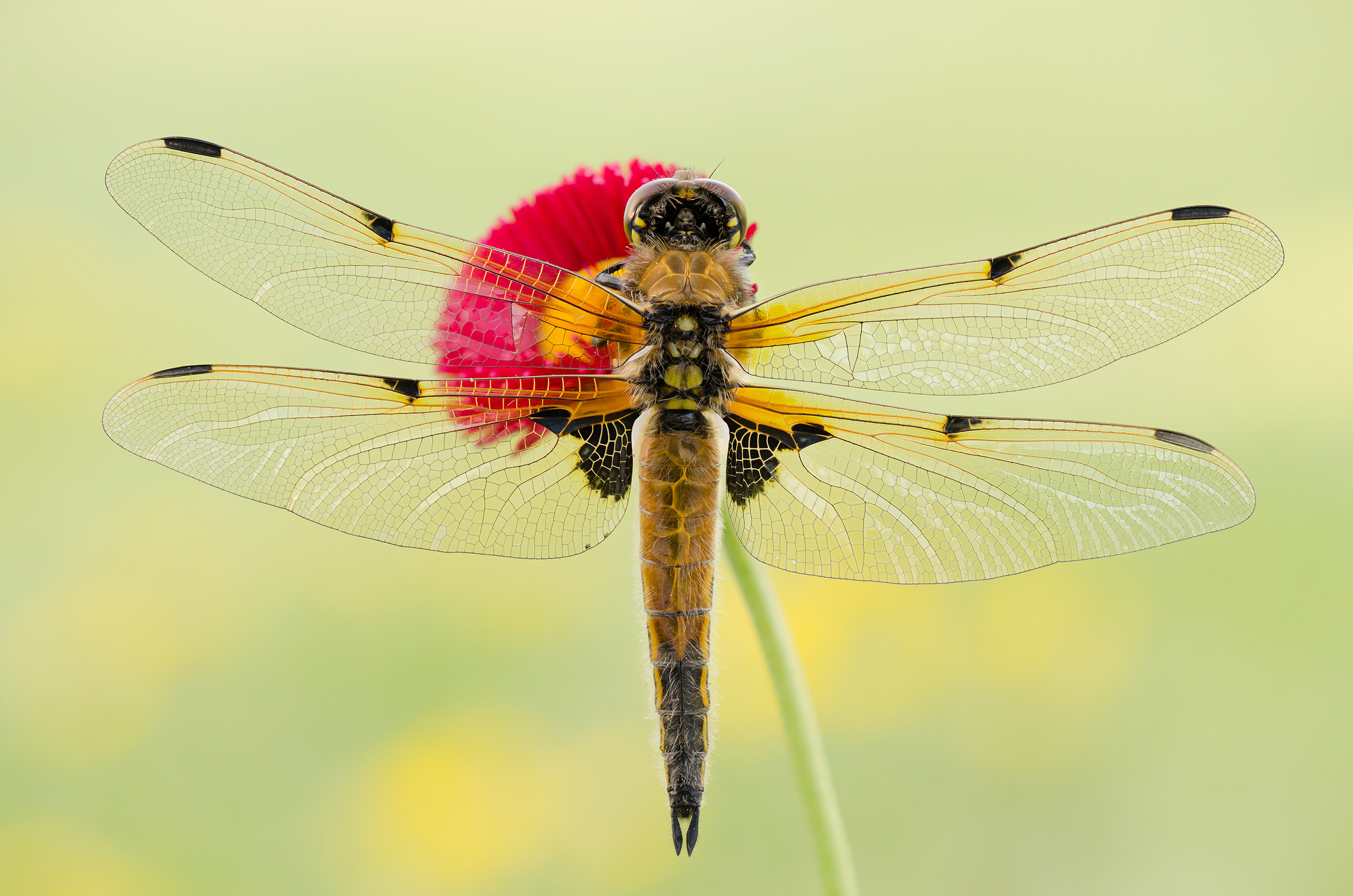 Libellula quadrimaculata