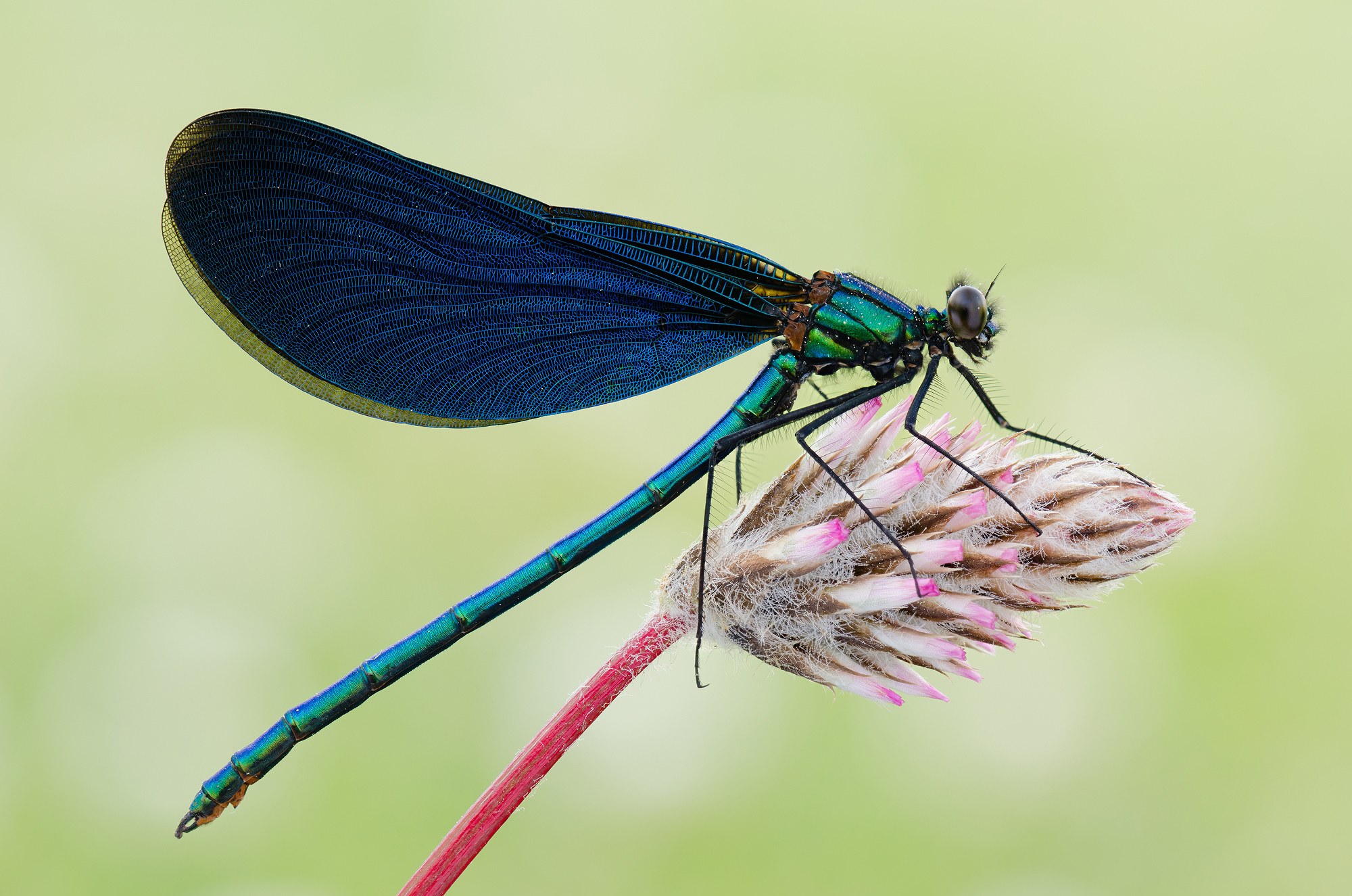 Calopteryx splendens
