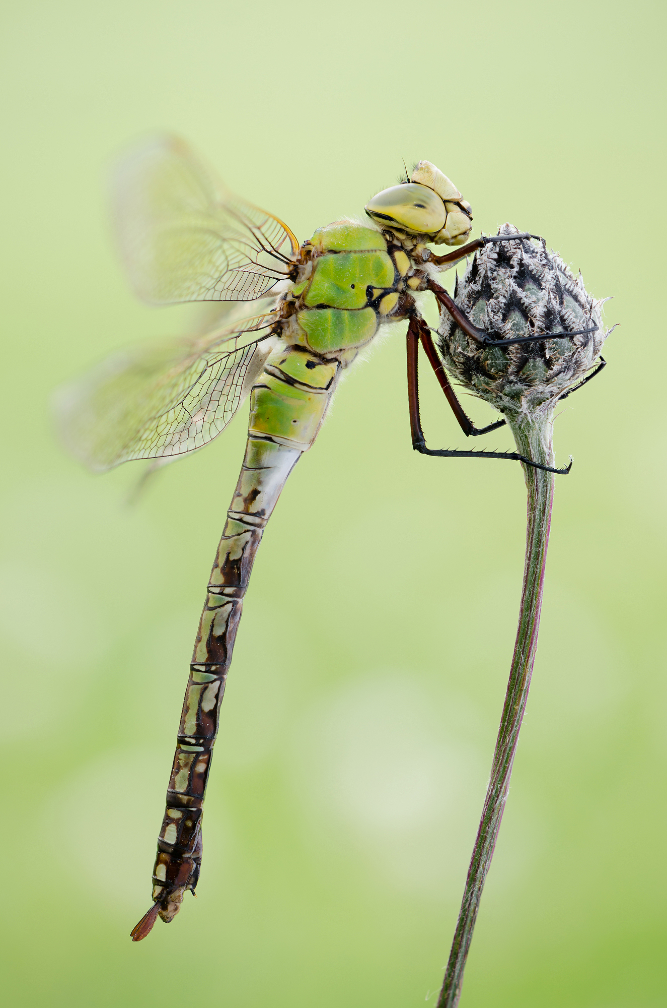 Anax imperator