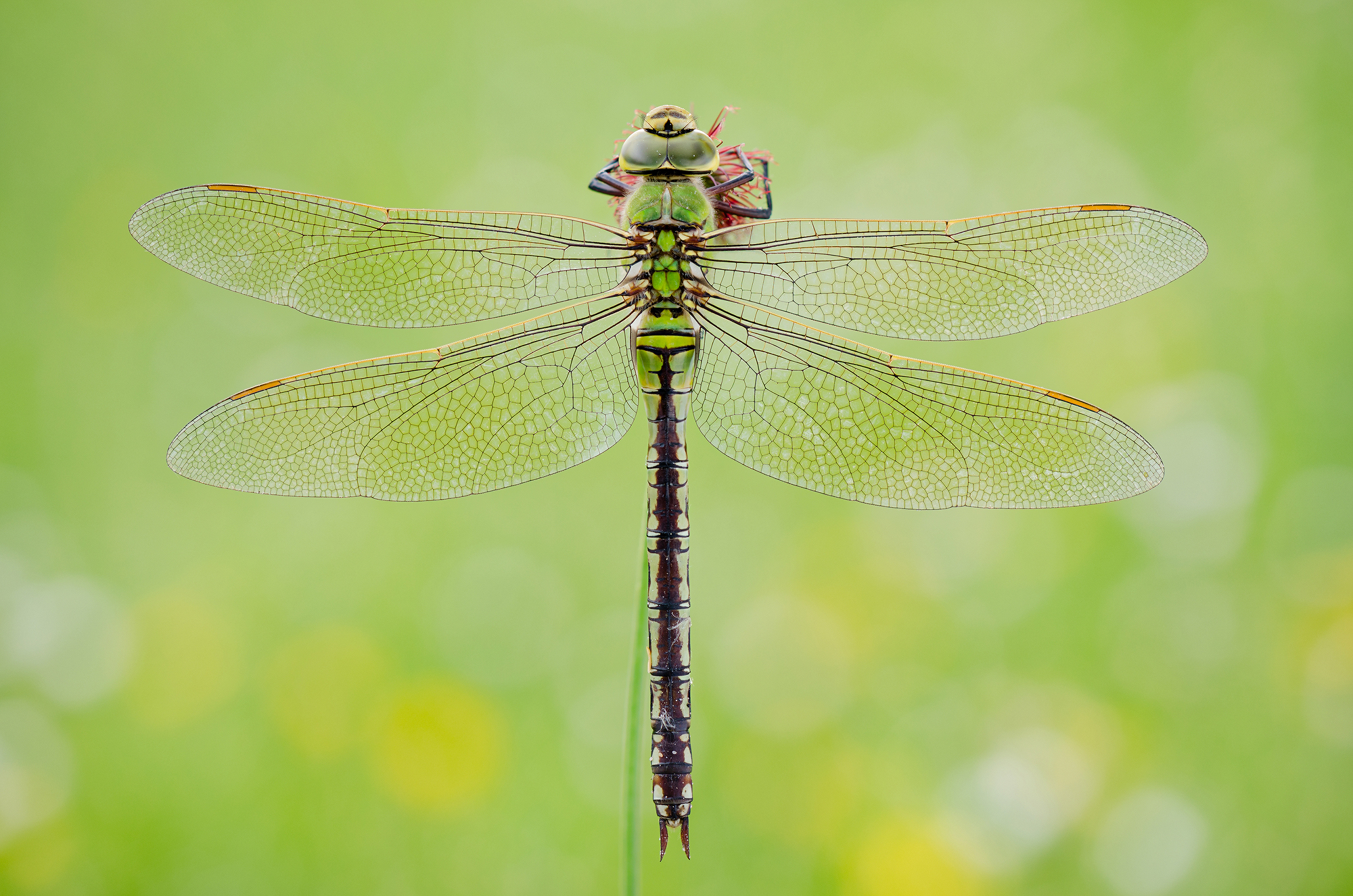 Anax imperator