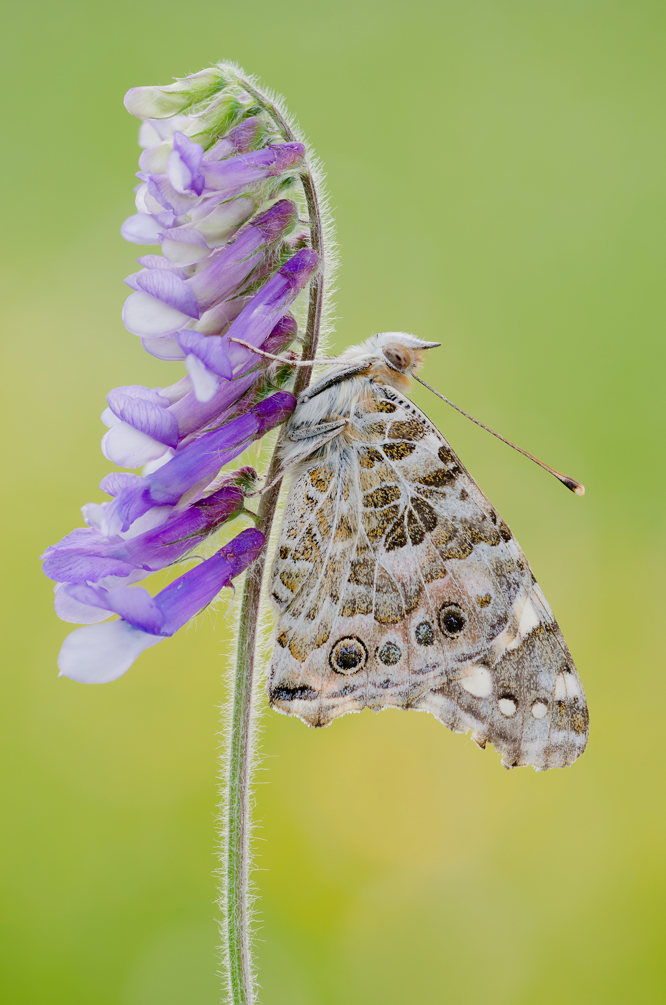 Vanessa cardui