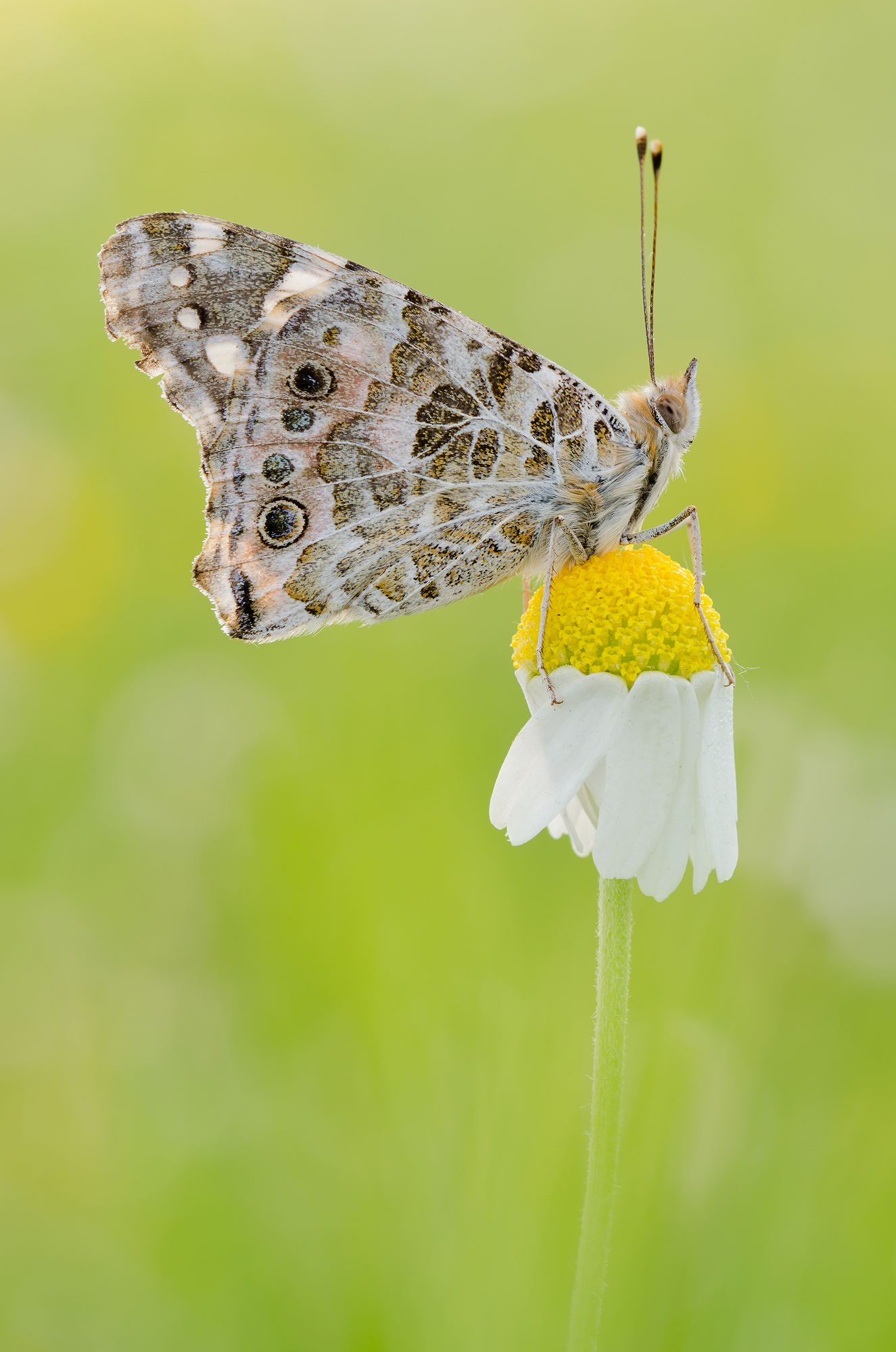 Vanessa cardui