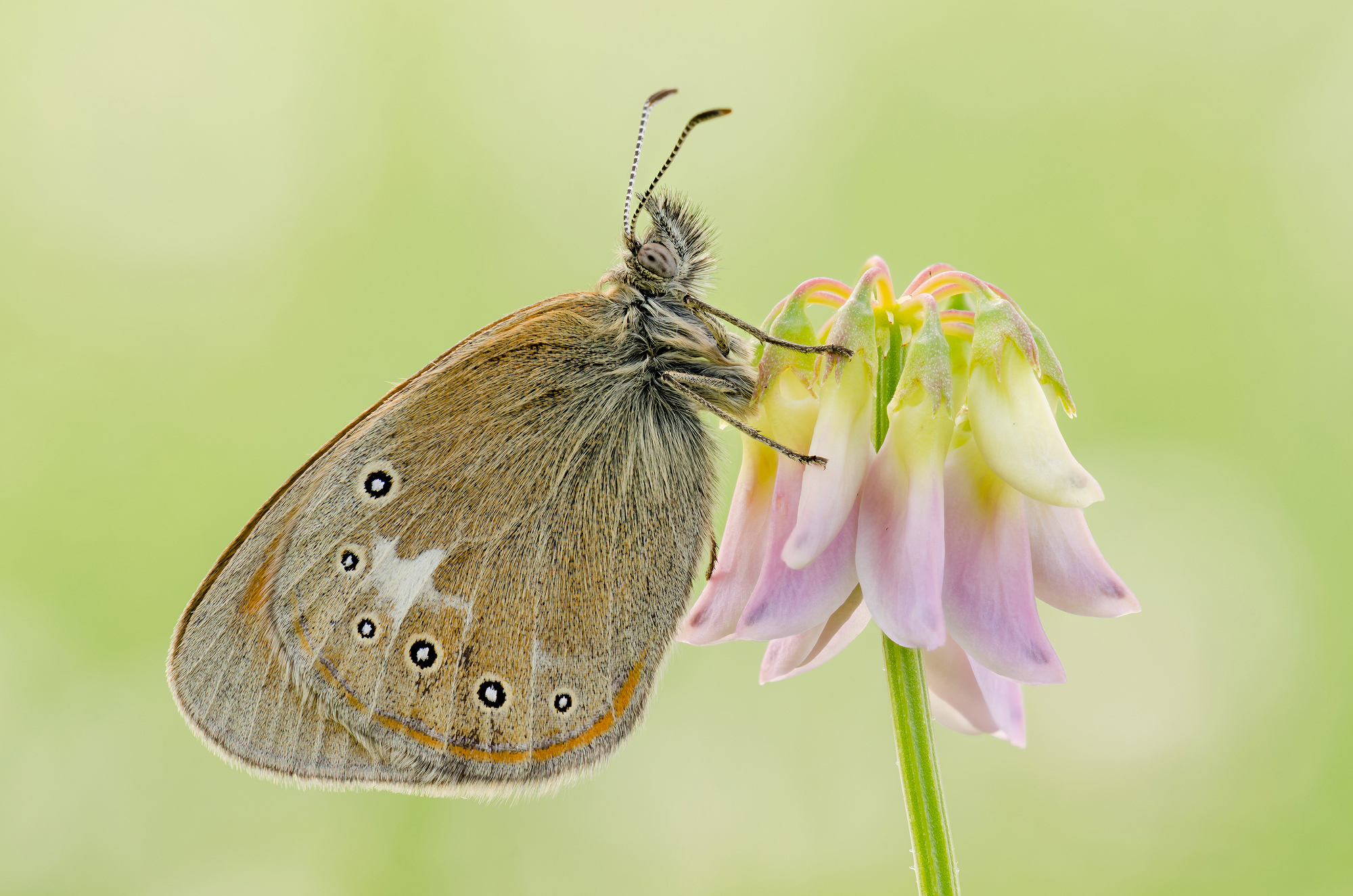 Coenonympha glycerion