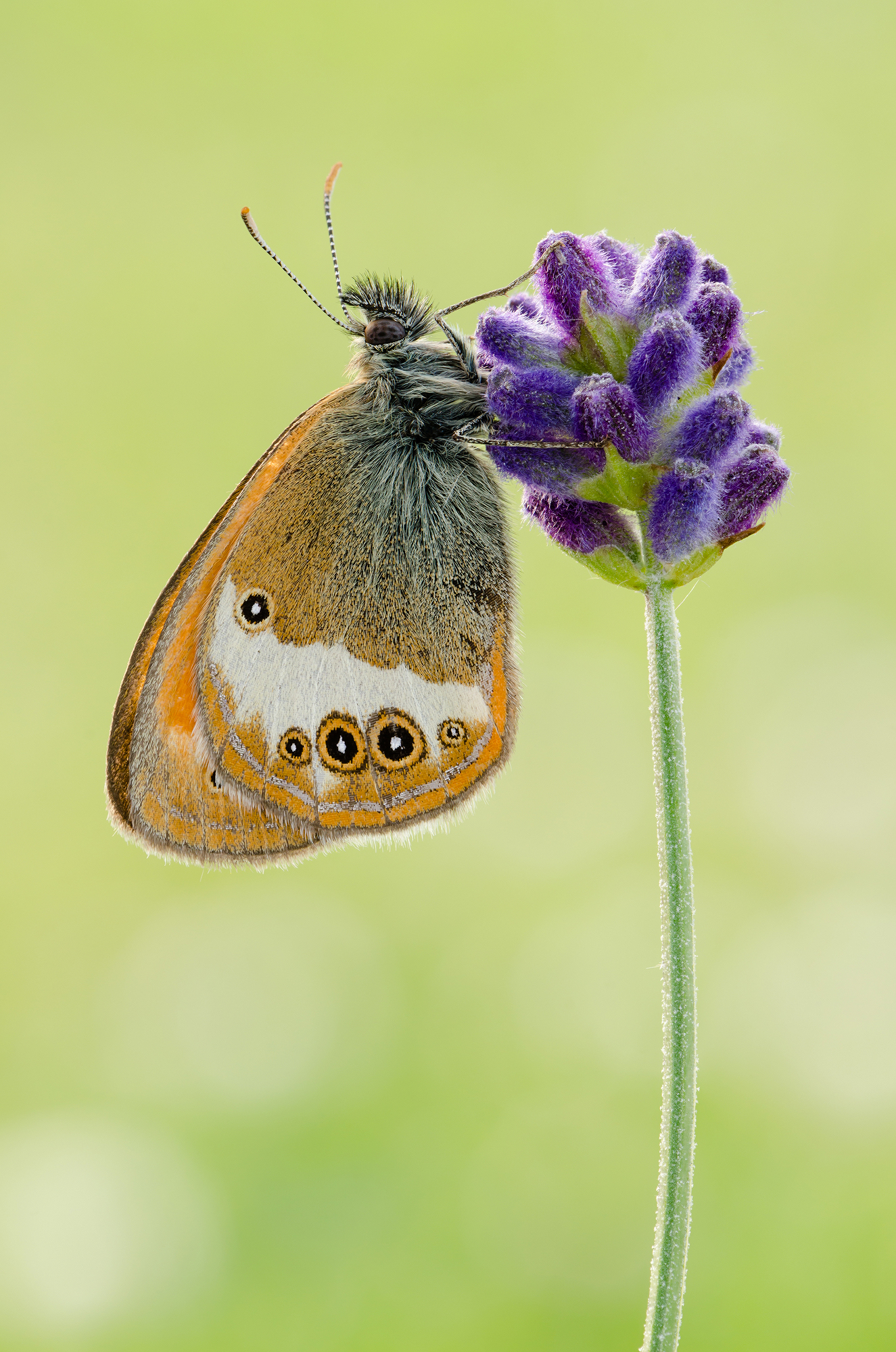 Arcania Coenonympha