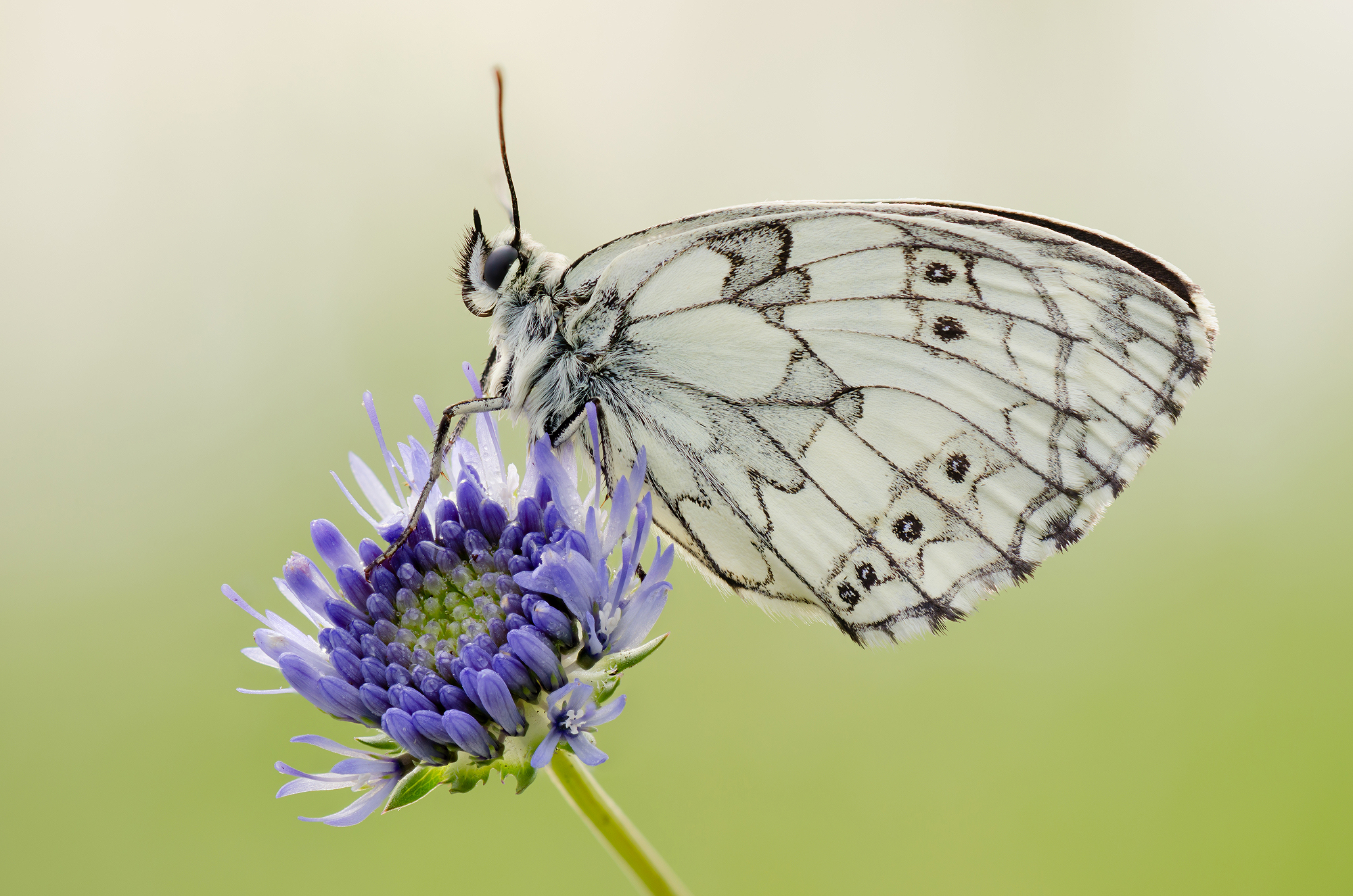 Melanargia galathea