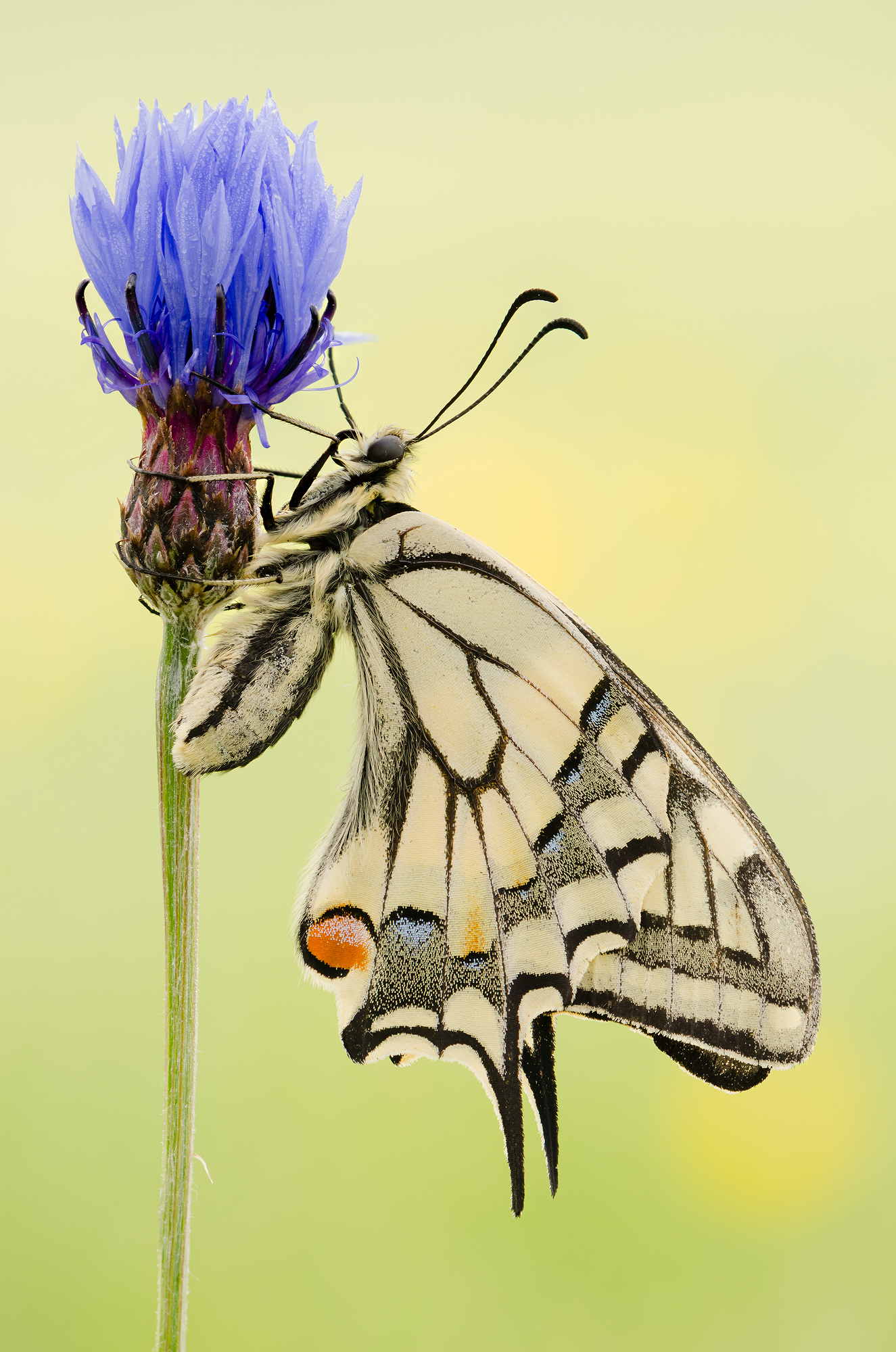 Papilio machaon