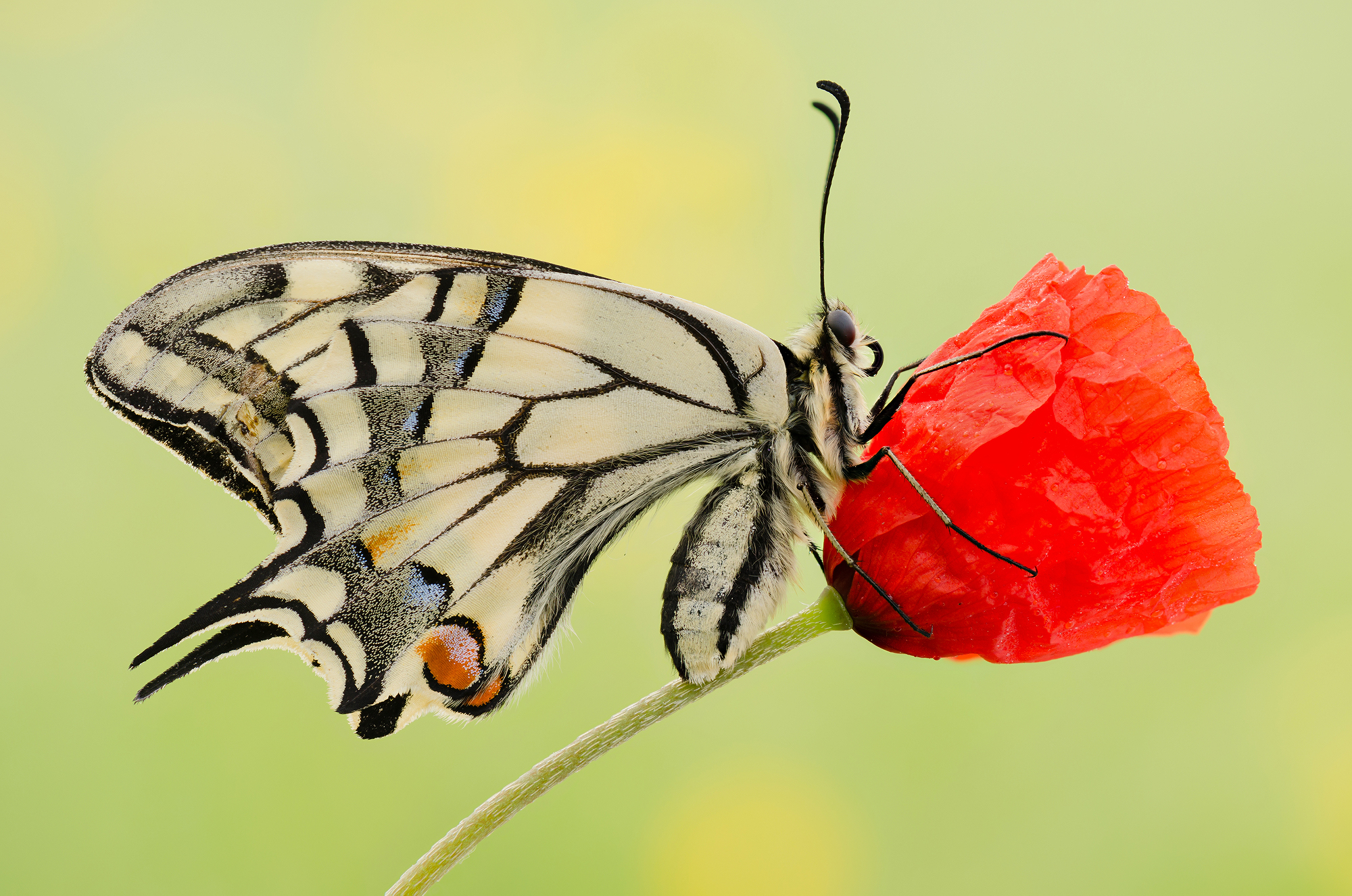 Papilio machaon