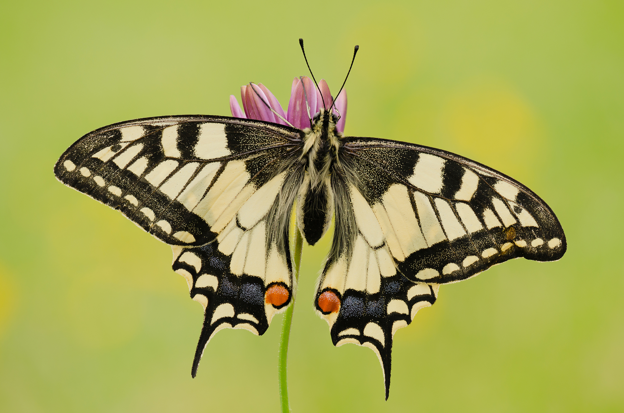 Papilio machaon
