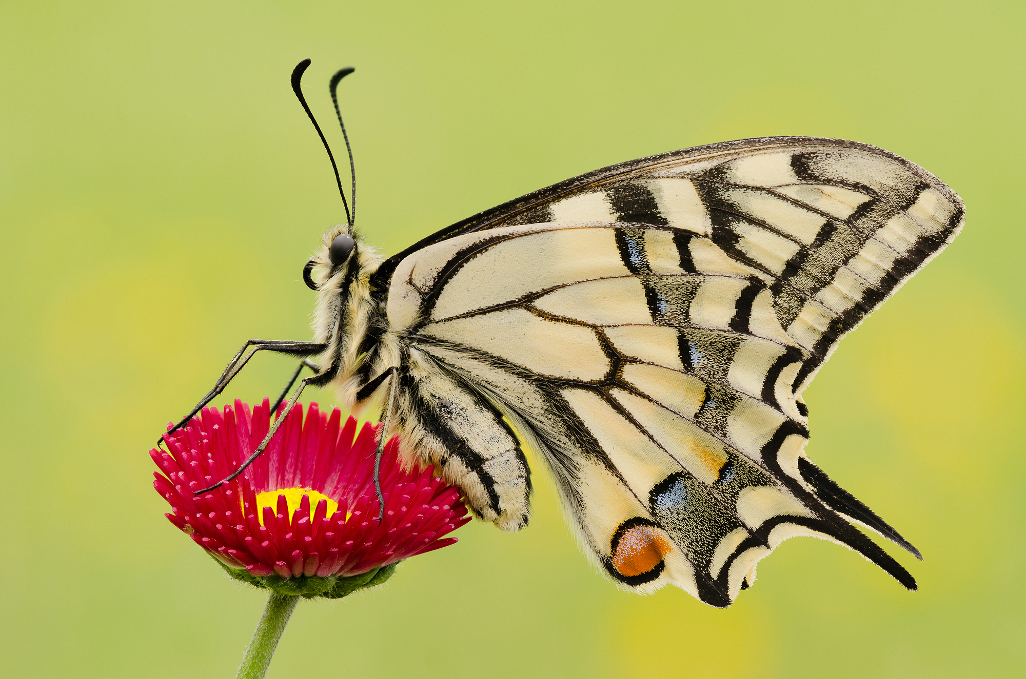 Papilio machaon