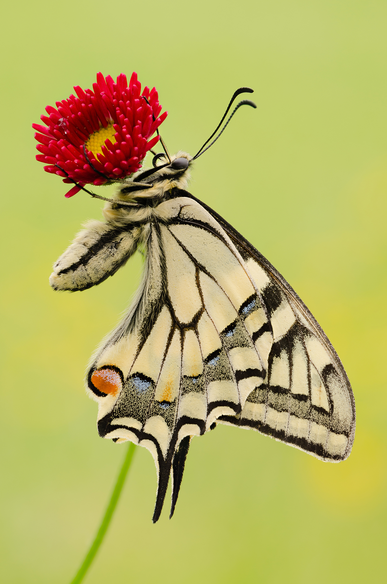 Papilio machaon