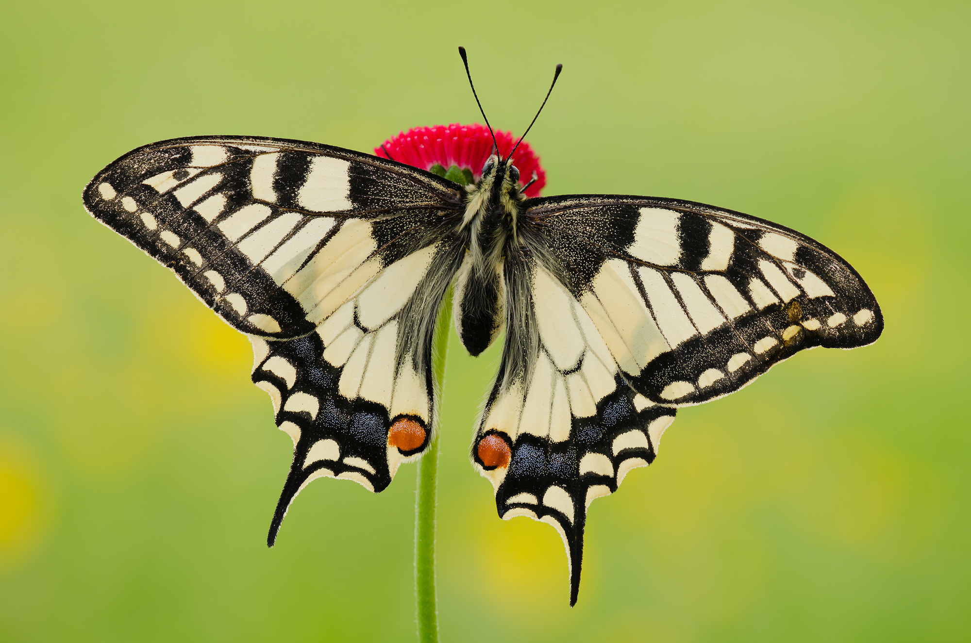 Papilio machaon