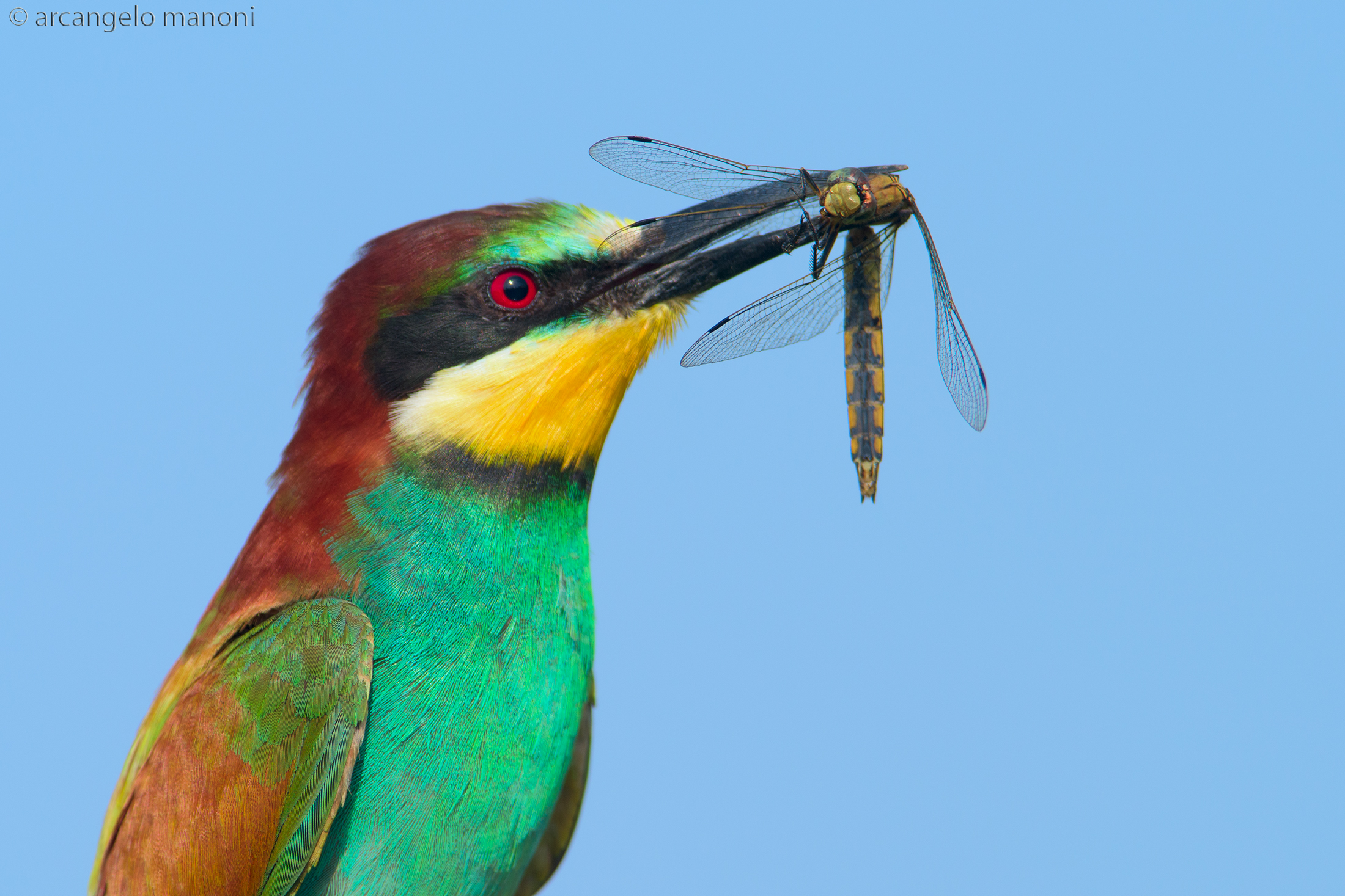 Una libellula per il gruccione