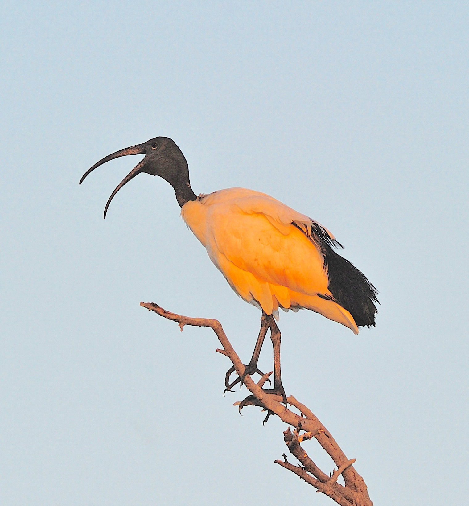 Ibis Sacro - Camargue -