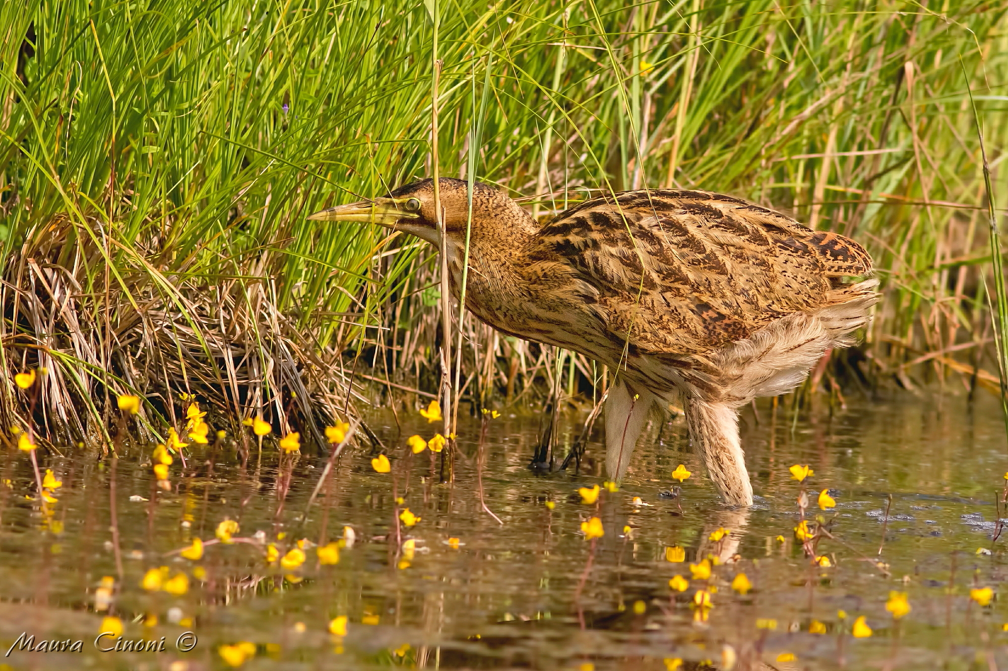 Bittern