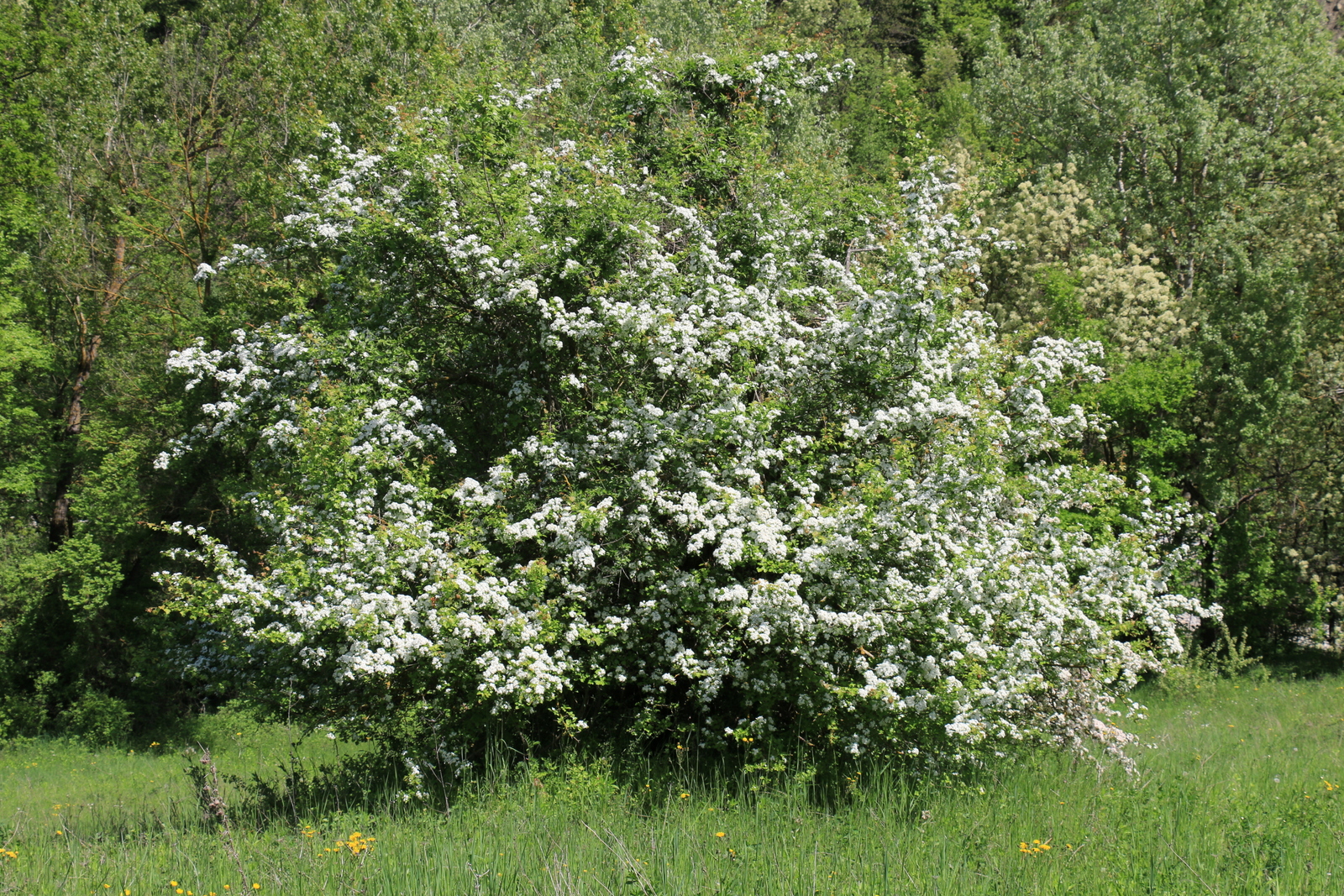 Fioriture primaverili