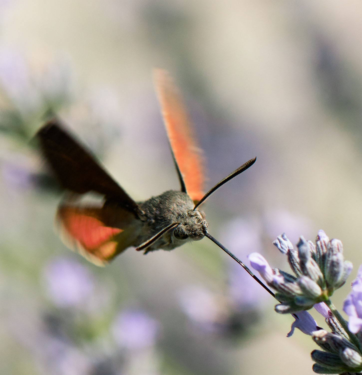 macroglossum