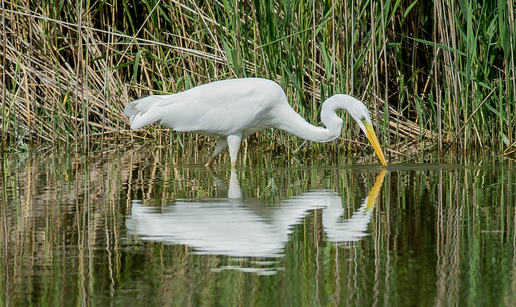 specchio delle mie brame...