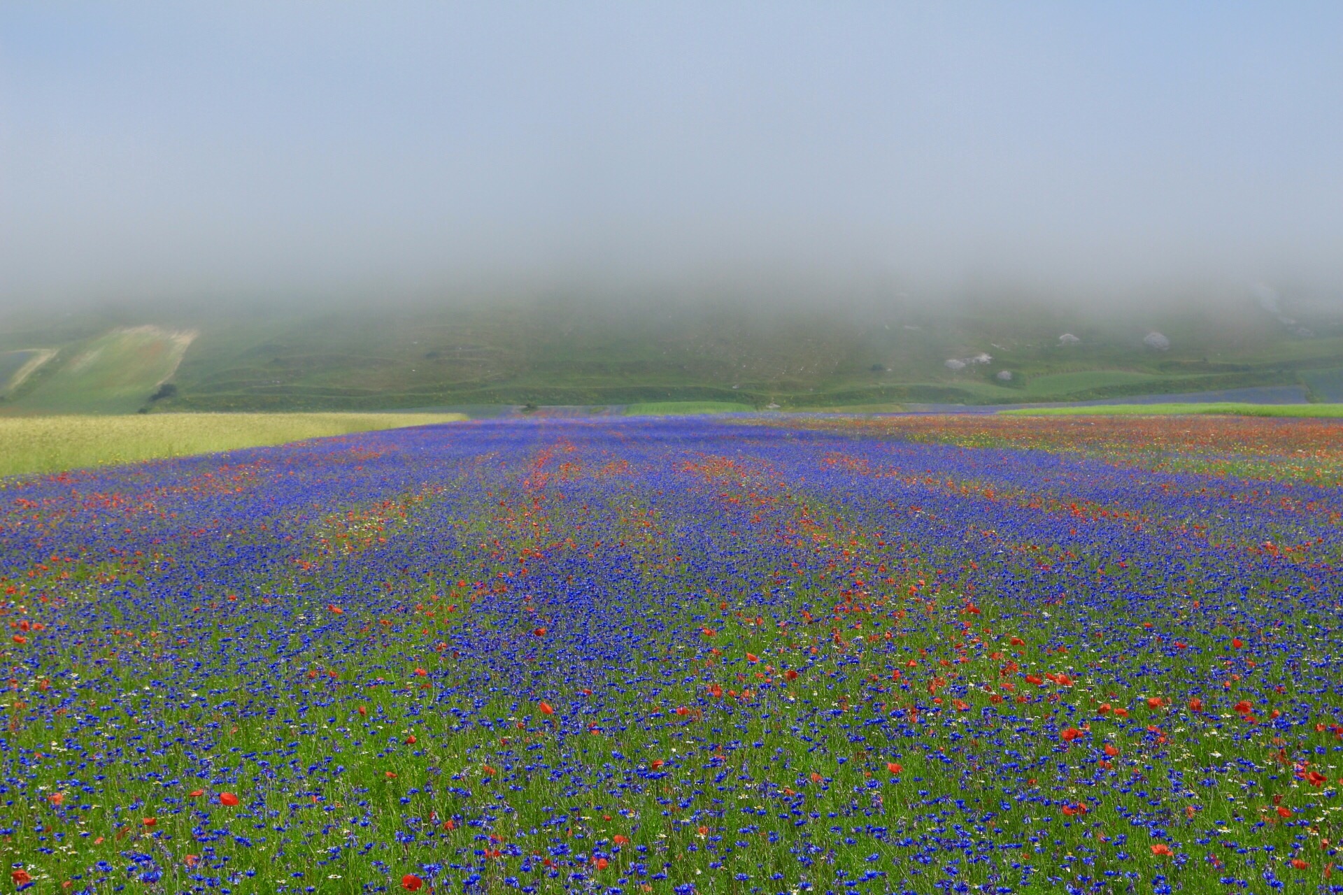 Cornflower in the fog.