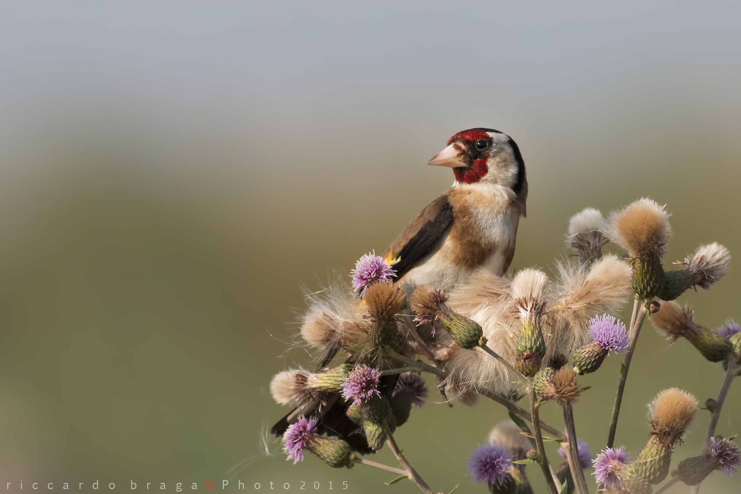 Goldfinch on thistle country