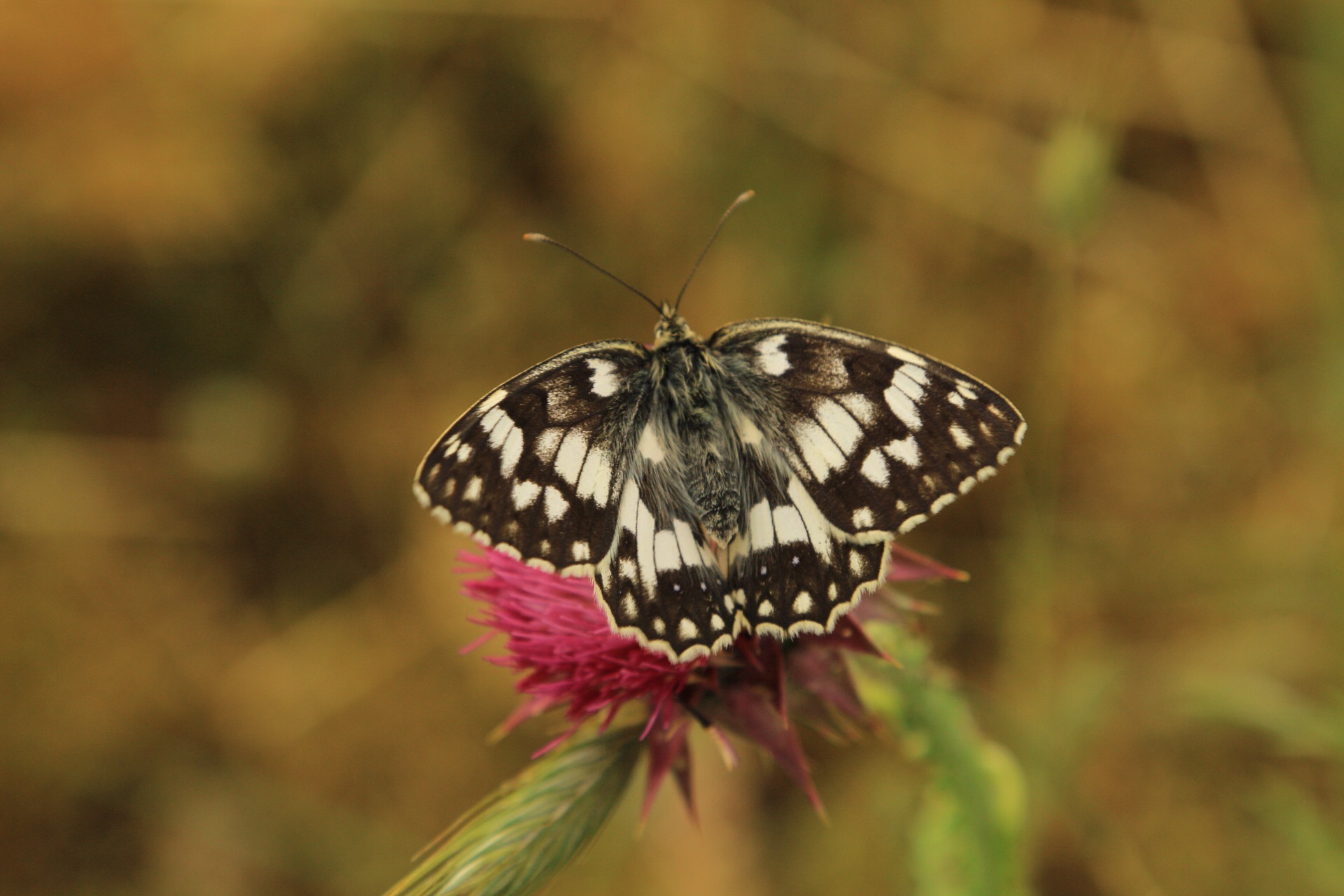 Butterfly on thistle.
