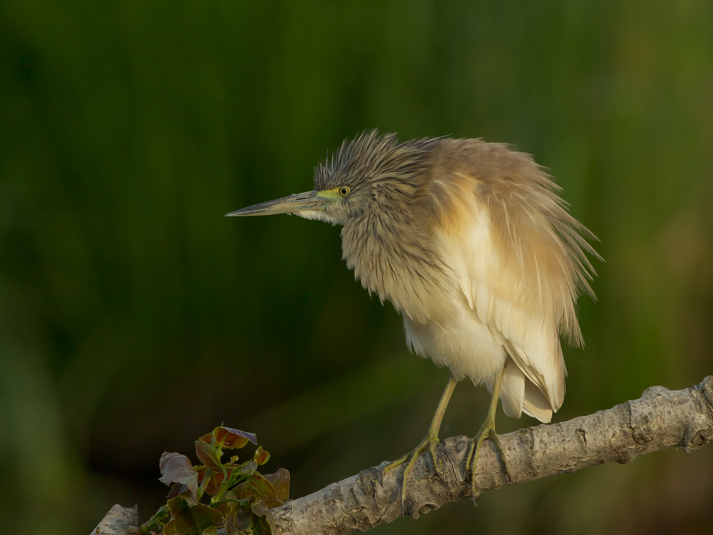 squacco ... disheveled!