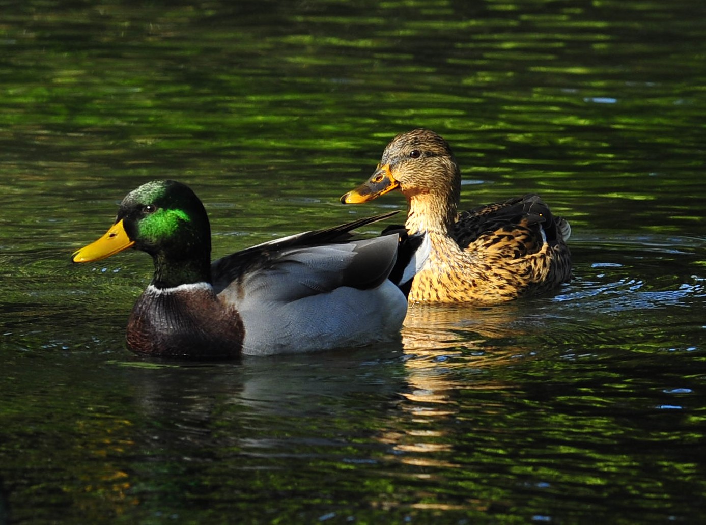 "Simple" real Germans