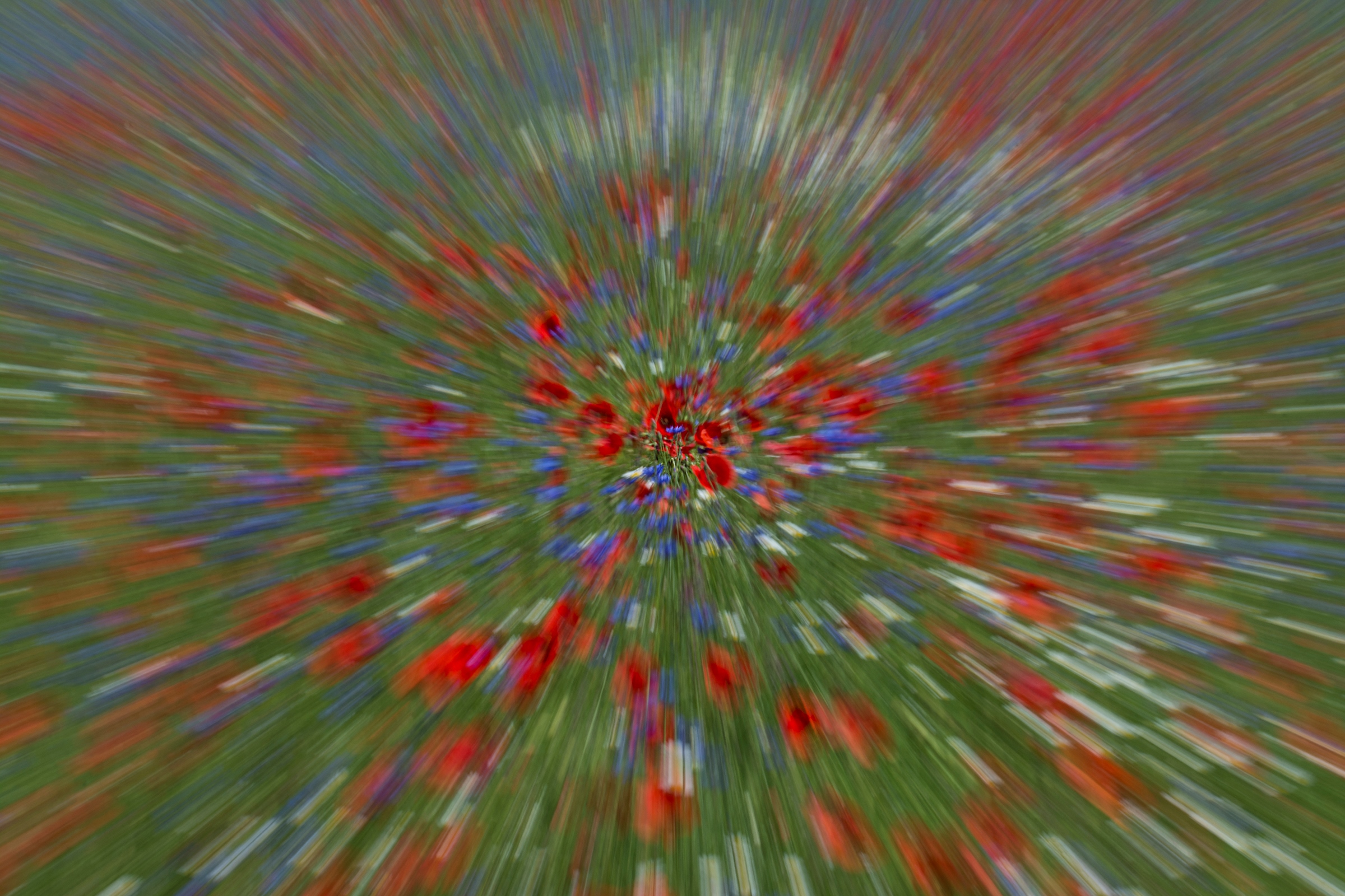 explosion of color in Castelluccio