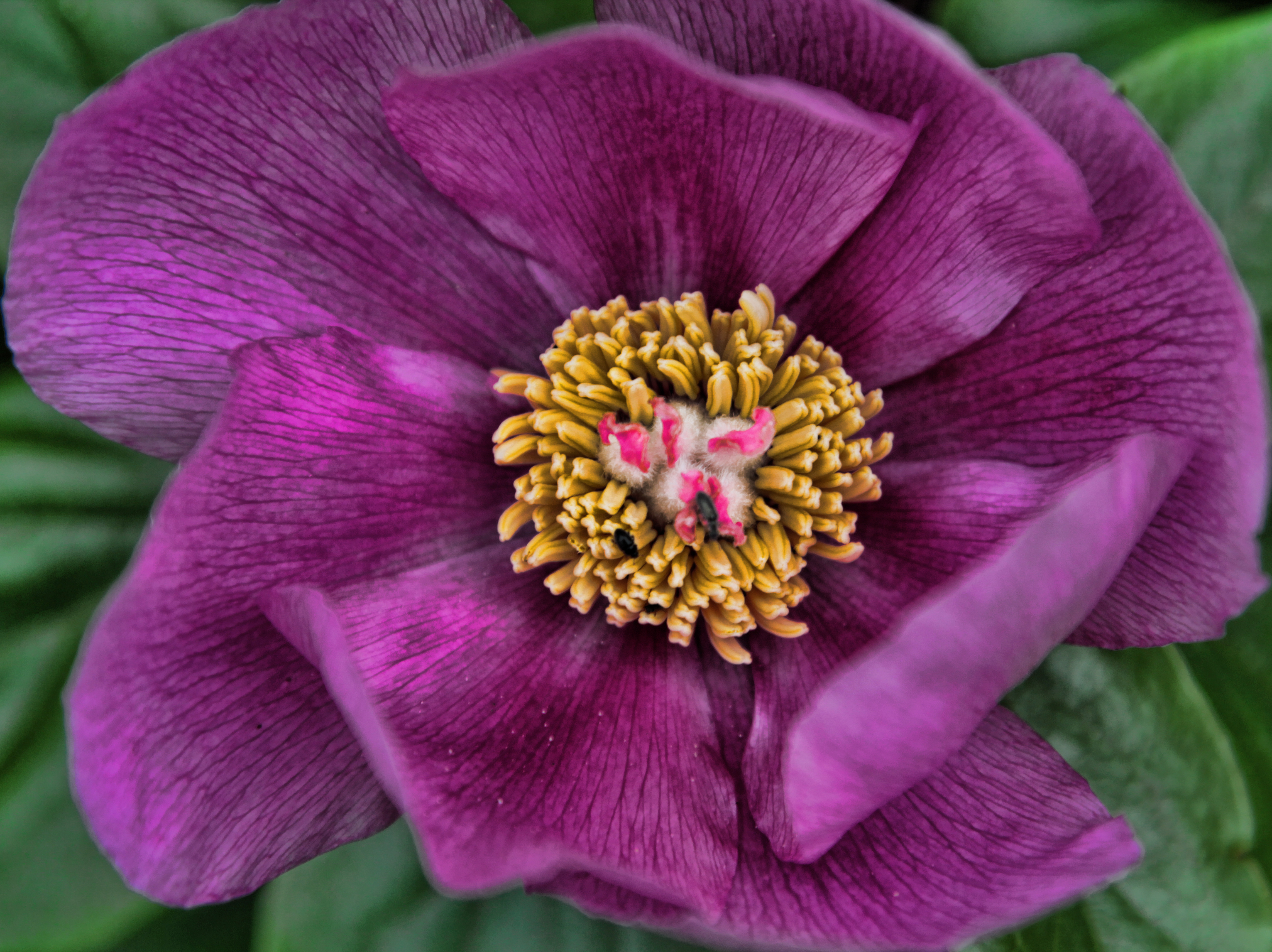 Peonia