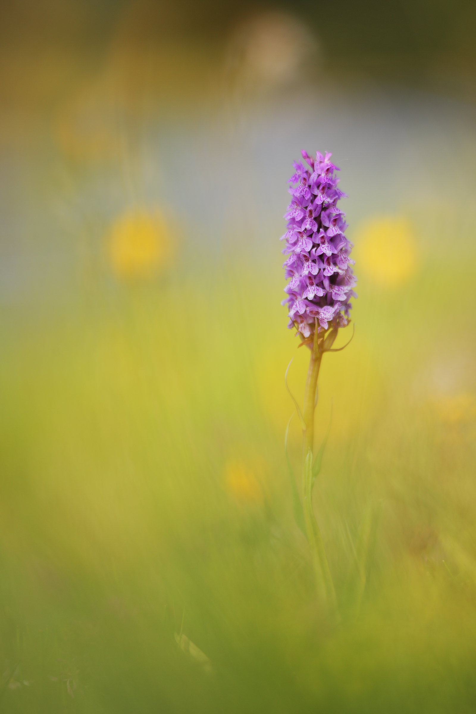 Dactylorhiza maculata