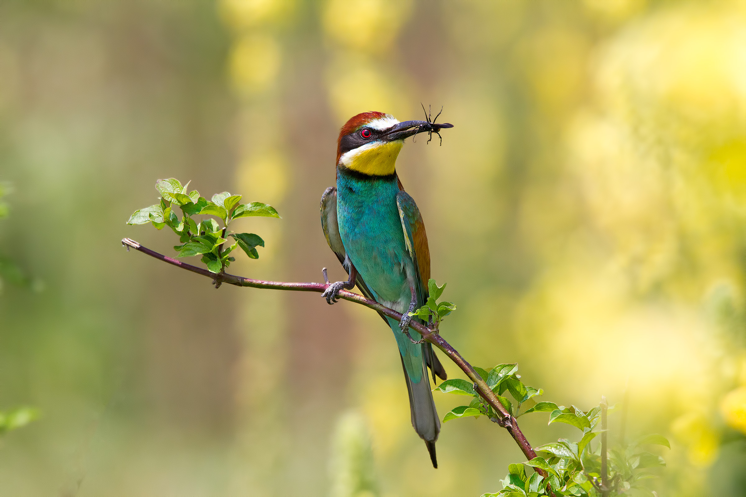 Bee-eaters