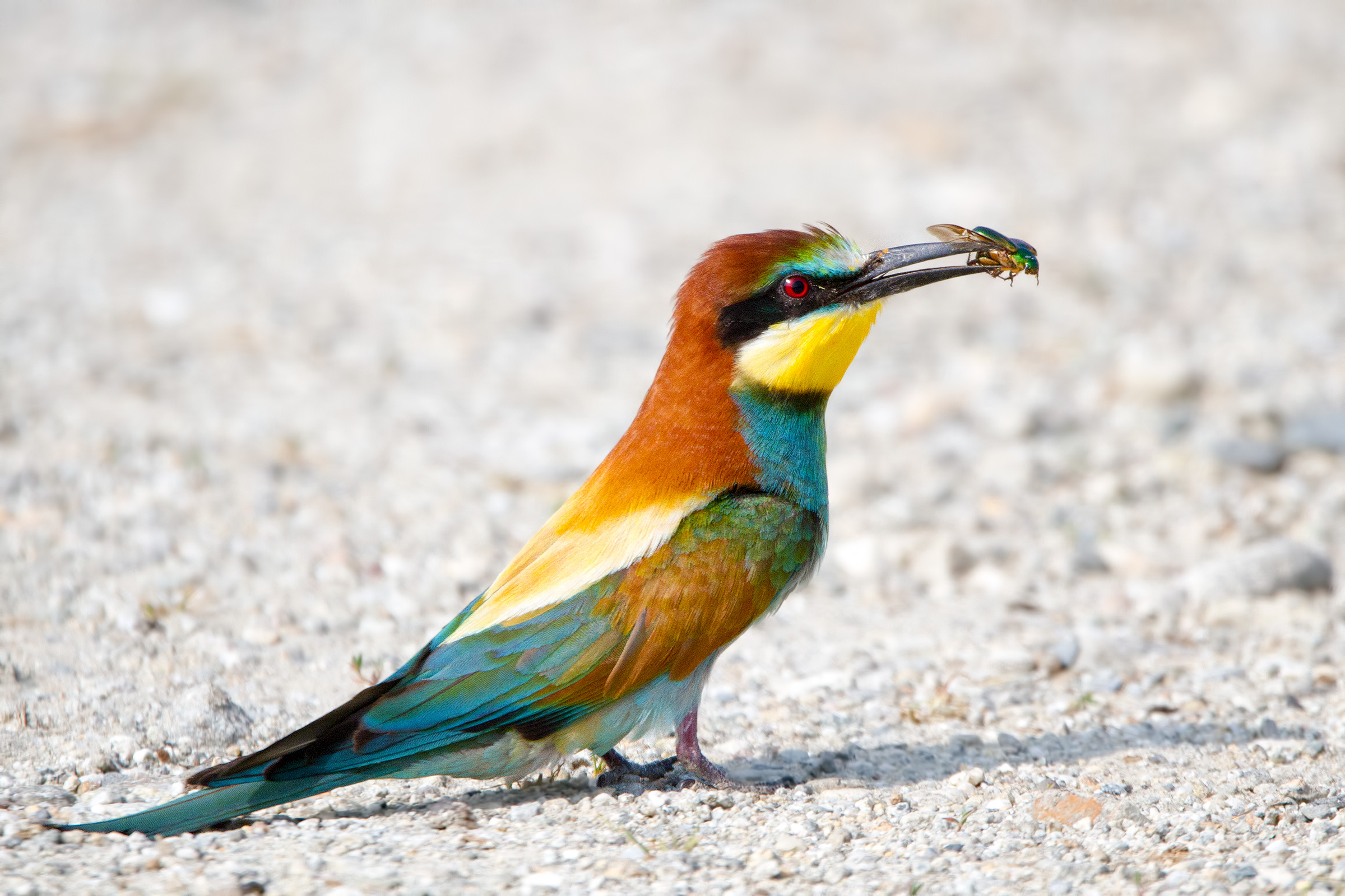 Bee-eaters