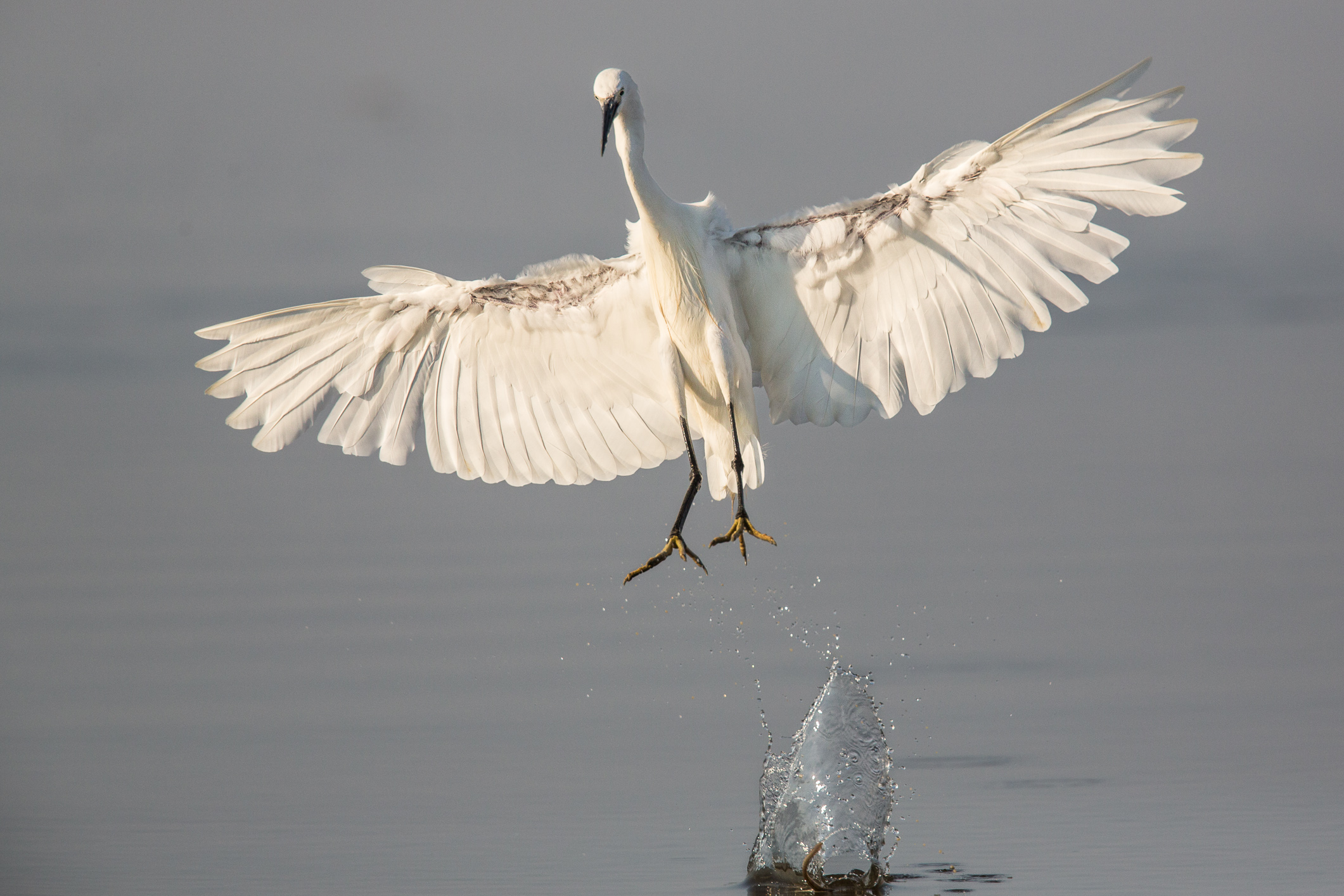 Garzetta vs Anguilla