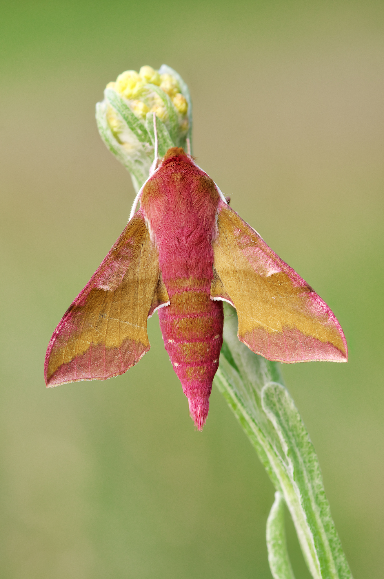 Deilephila porcellus