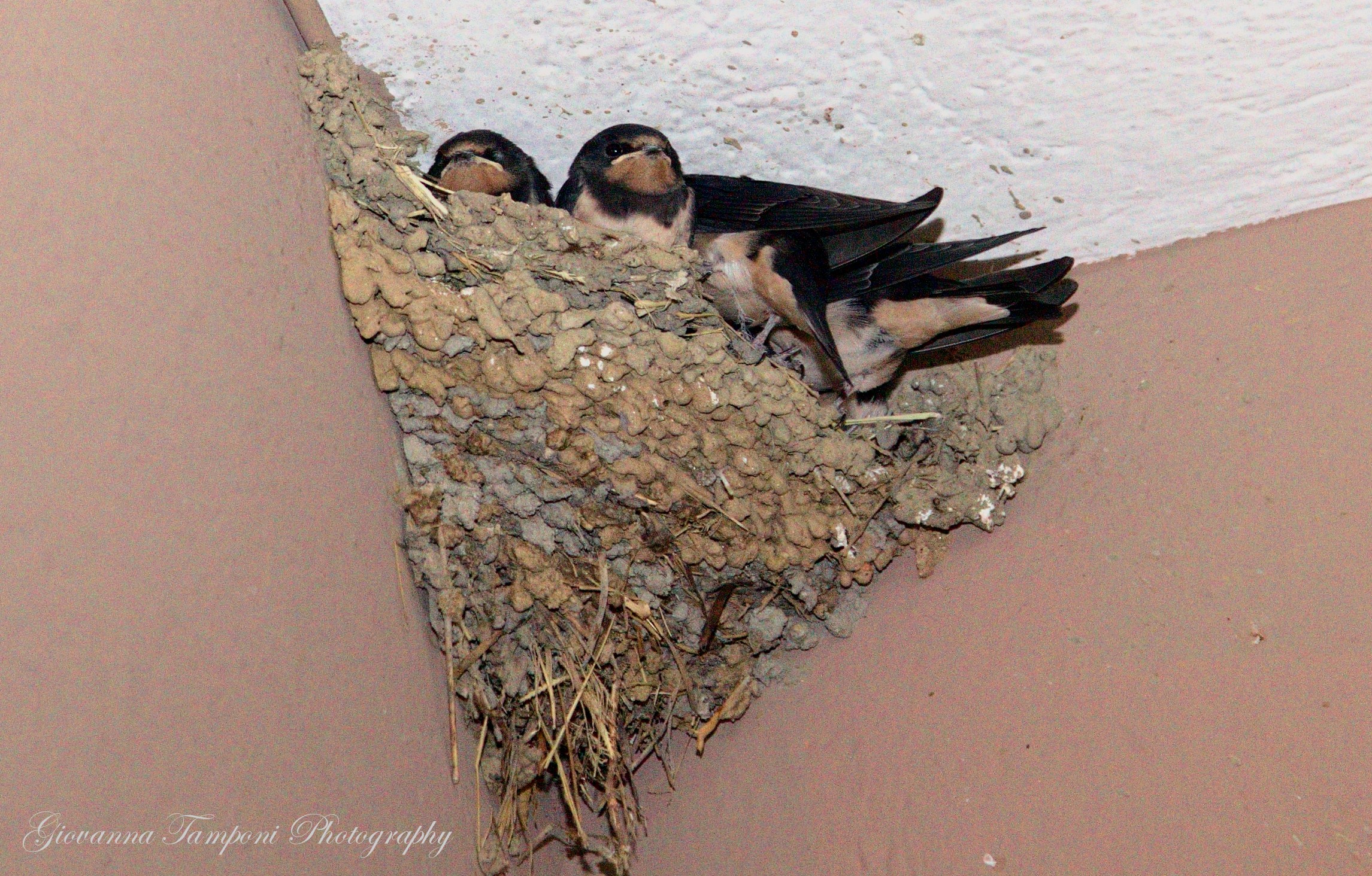 Nidiata di rondini