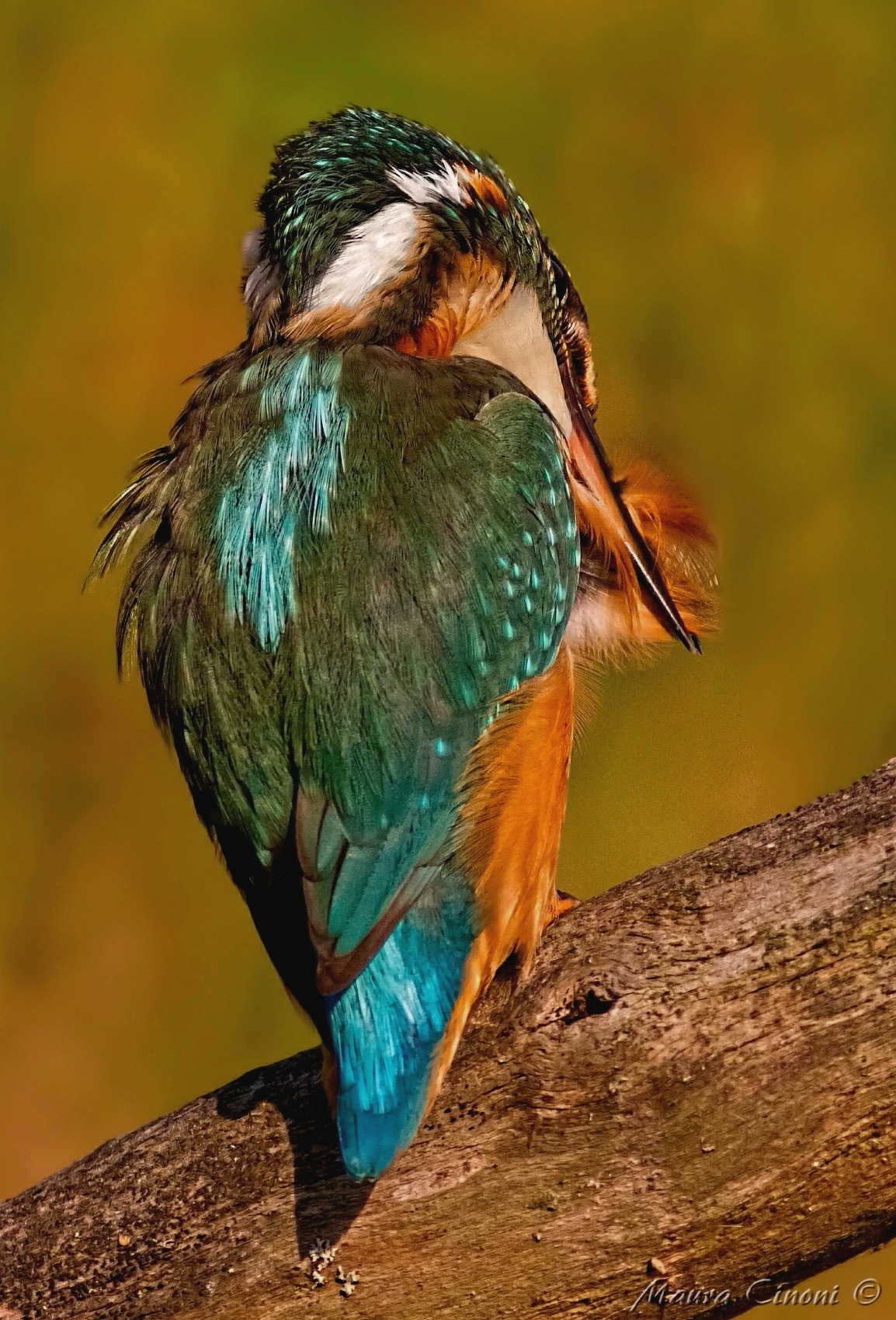 Kingfisher Creative