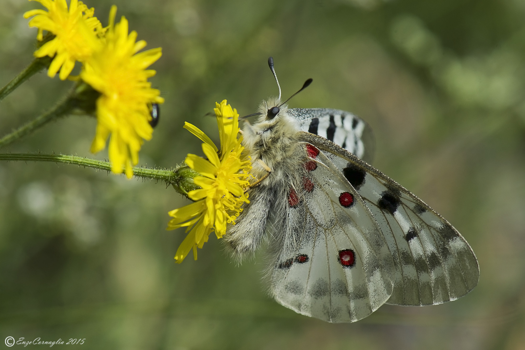 Parnassius apollo