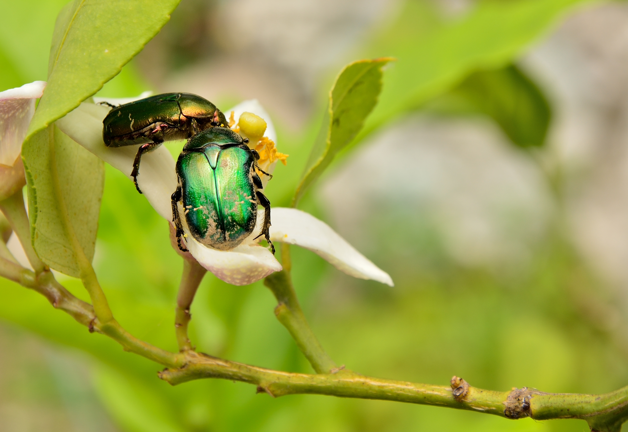In compagnia sul fiore di cedro