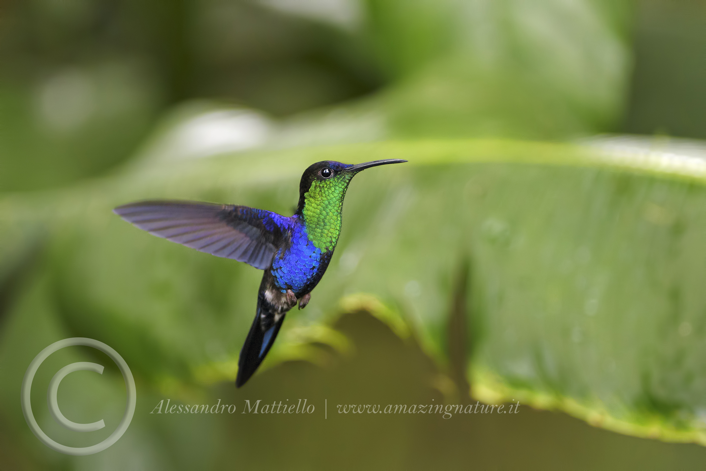 Violet-crowned hummingbird Woodnymph