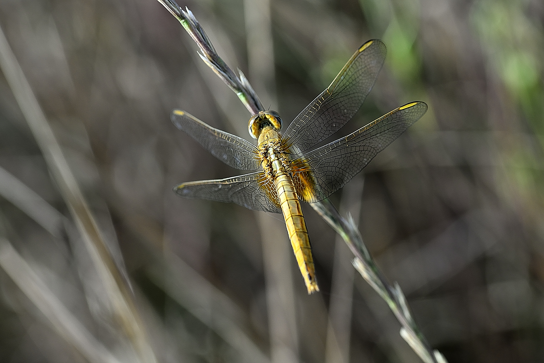 Libellula dorata