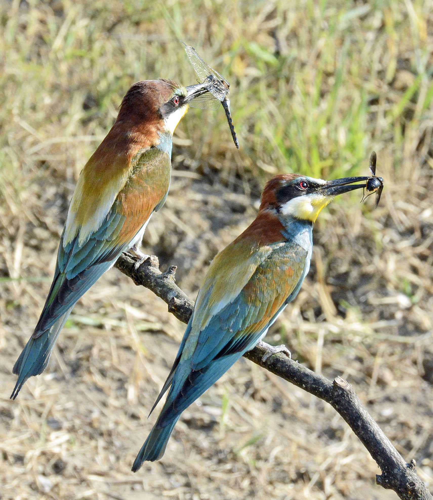 Gruccioni_dopo hunting