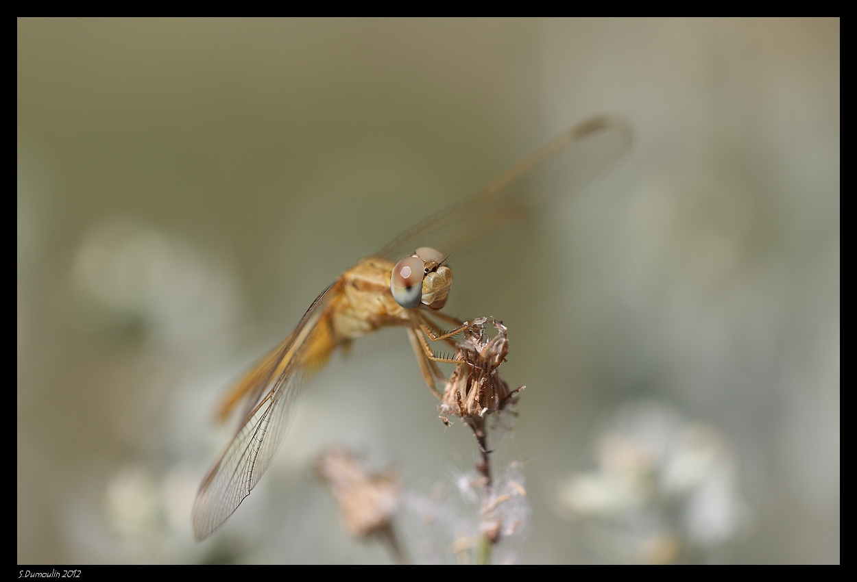 Libellula
