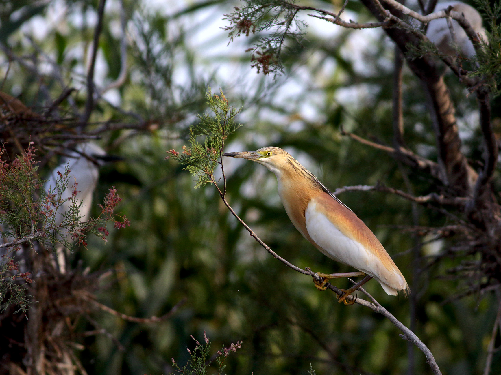 Sgarza ciuffetto ambientata
