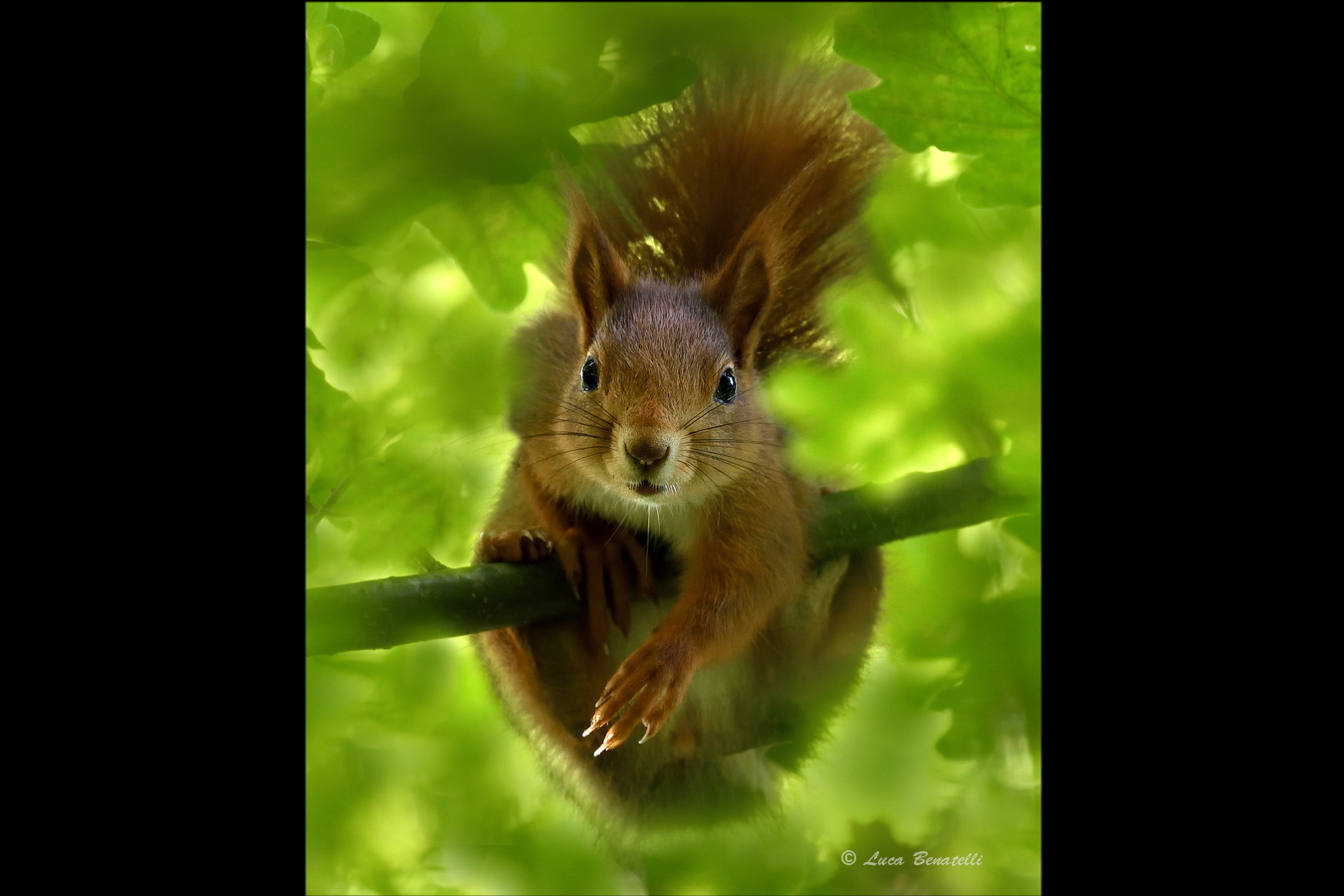 A curious leprechaun in the leaves