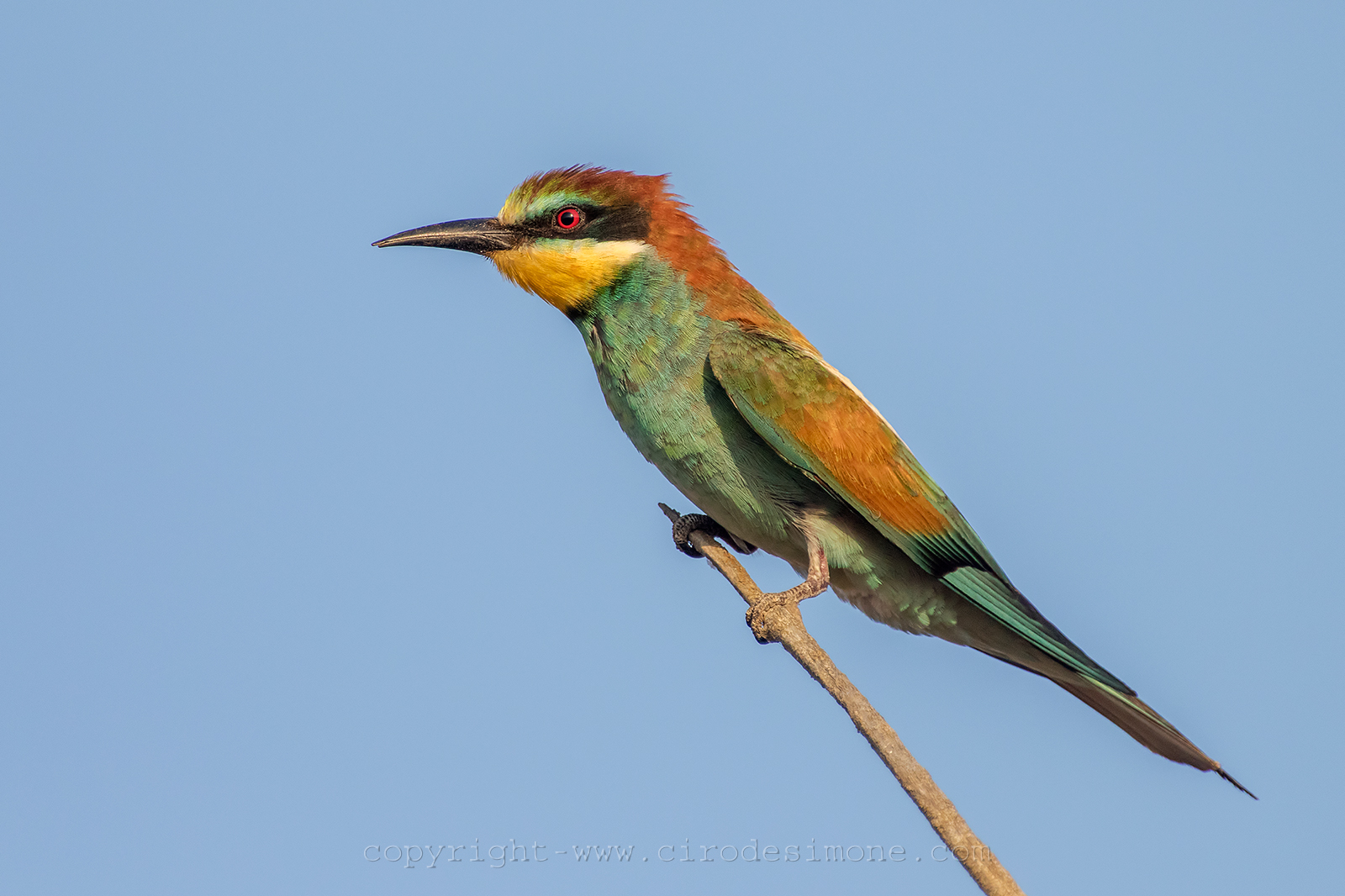 Gruccione napoletano