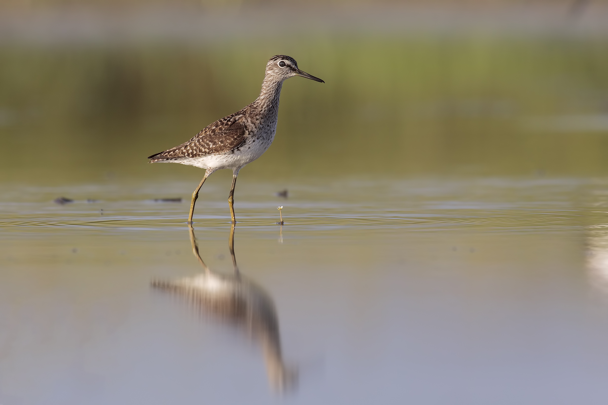 Piro Piro Boschereccio