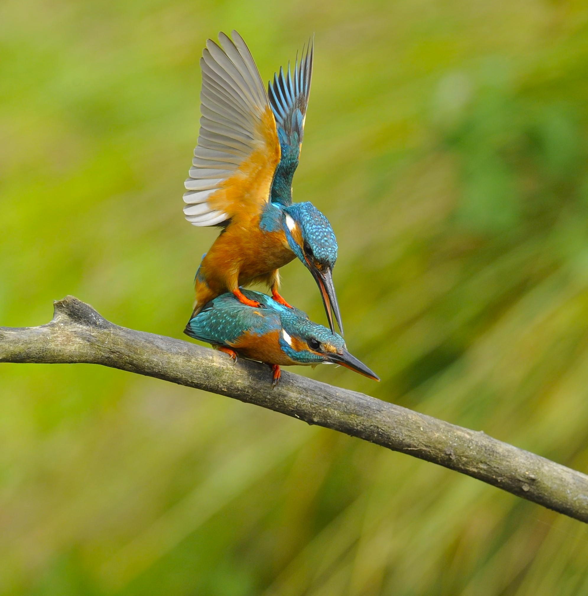 "Martini" time d 'love