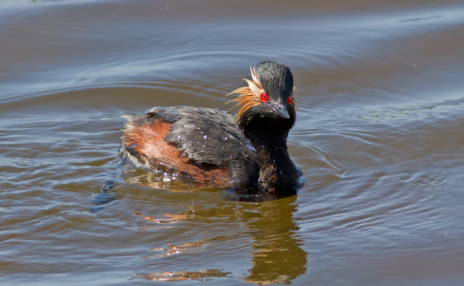 Il sorriso dello svasso piccolo