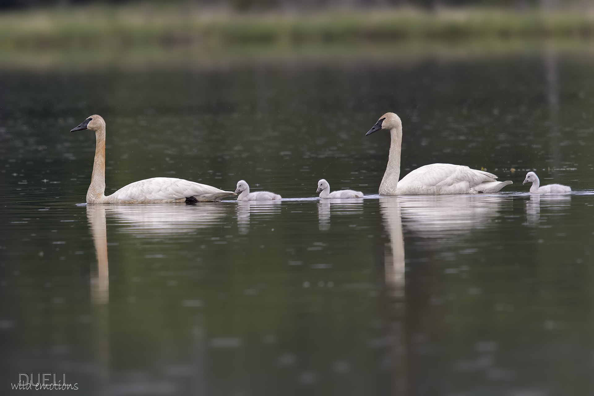 trumpeters swans