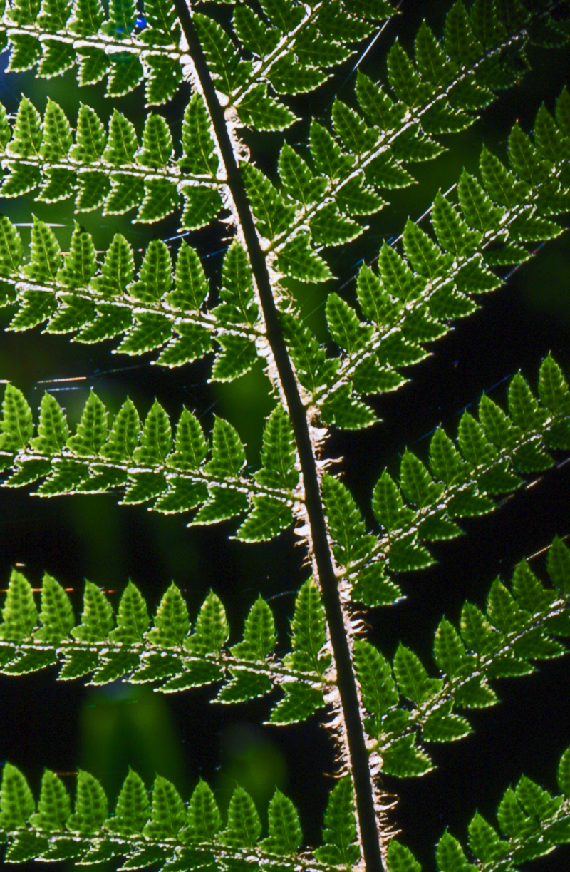 Pteridium aquilinum
